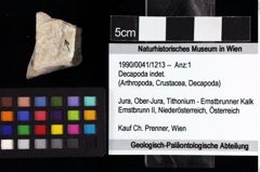 Foto (Objket + Etiketten) von Decapoda indet. 